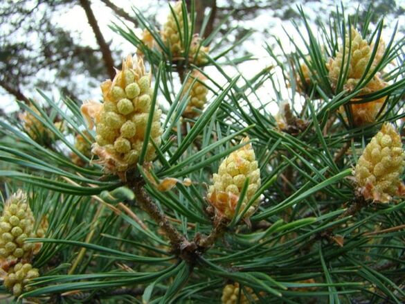 Pine -Edelsteine ​​im Kampf gegen die Osteochondose der zervikalen Osteochondose